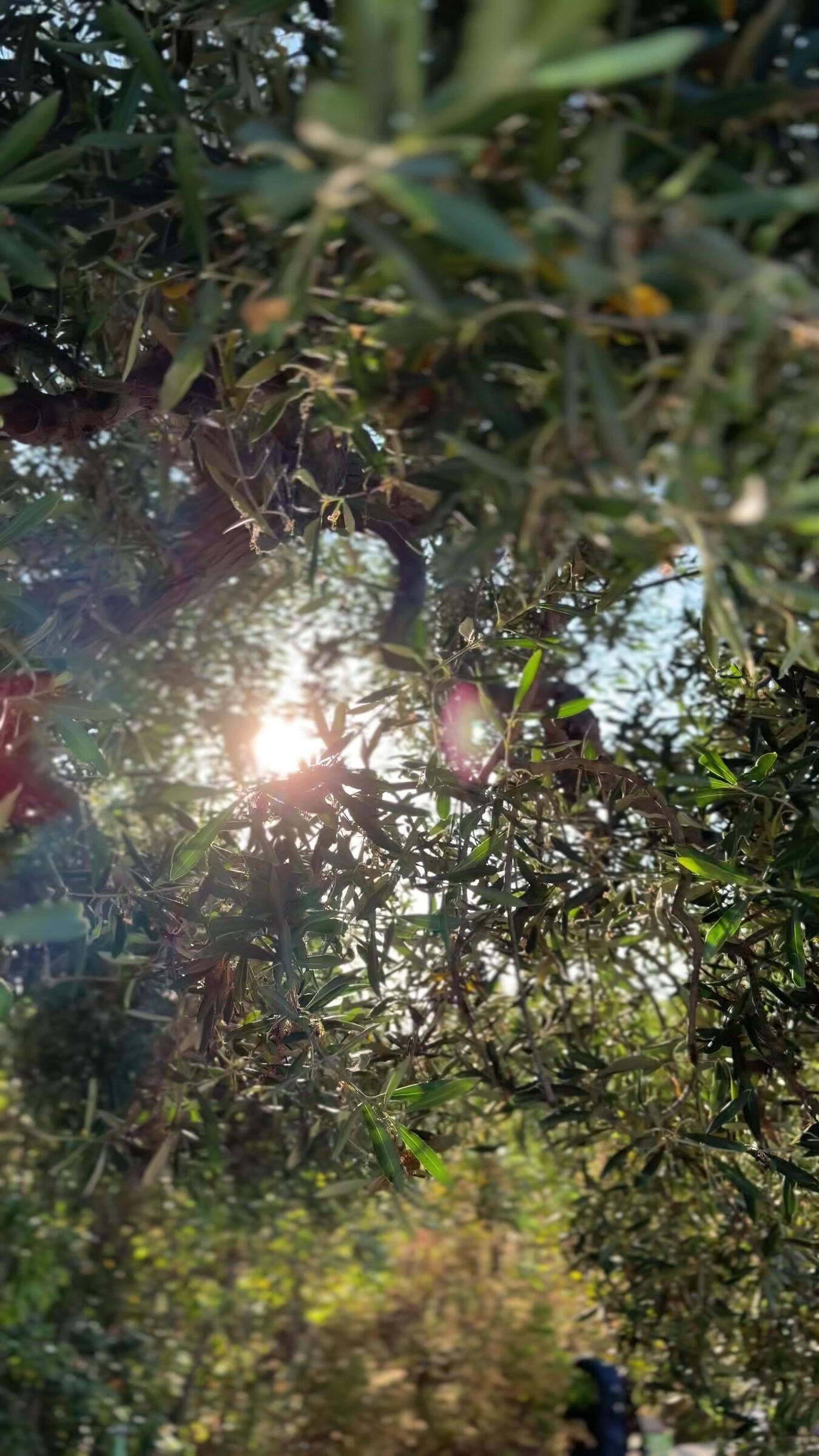 Il sole esplode tra i rami dell'ulivo nel boschetto
